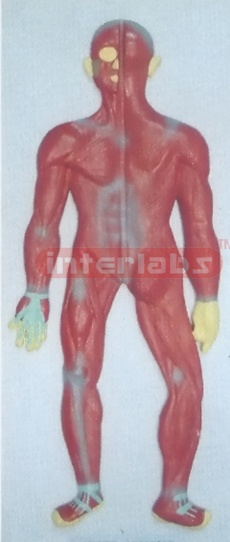 HUMAN MUSCULAR SYSTEM, HANGING, WOODEN PLATE (A TYPE)